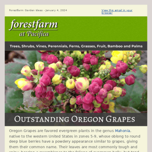 Outstanding Oregon Grapes!