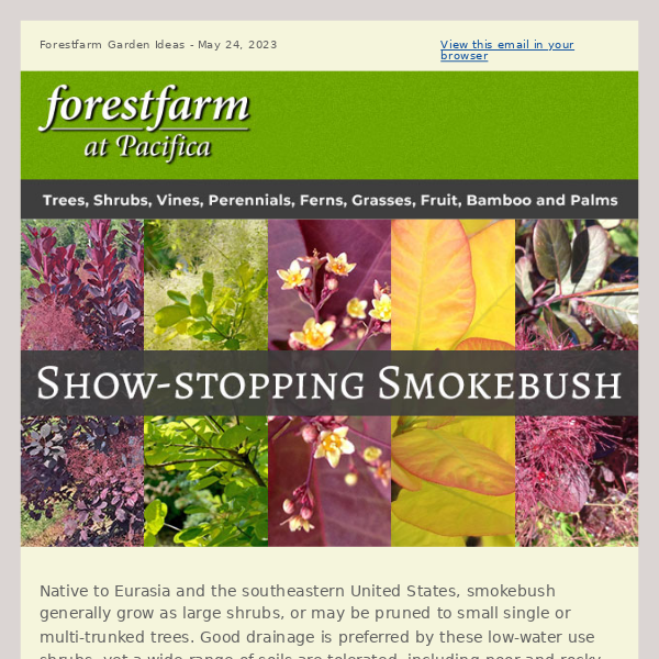 Show-stopping Smokebush