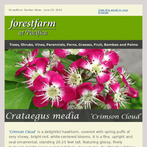 Crataegus media 'Crimson Cloud'