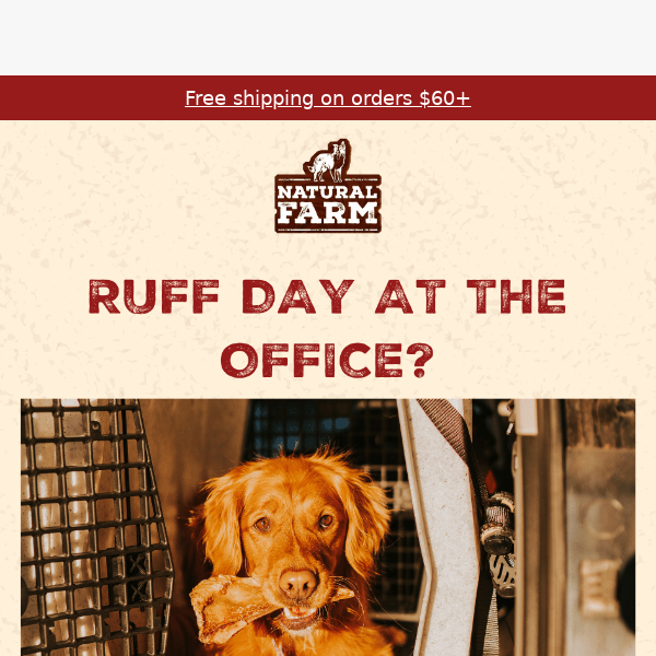 Ruff day at the office? Bring your pup!