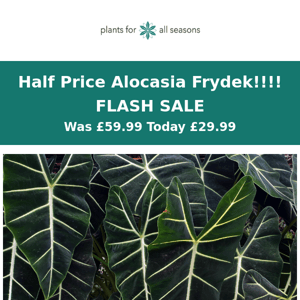 🥳🌿 FLASH Frydek SALE - Half Price 🥳🌿