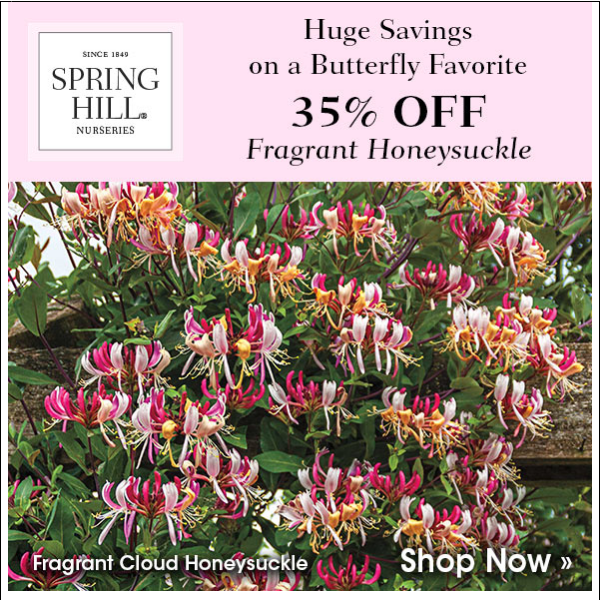 Deal of the Day: 35% Off Fragrant Cloud Honeysuckle