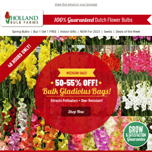 48 HOURS ⏰ 50-55% OFF Bulk Gladiolus!