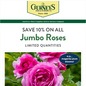 Wow! Get 50% more blooms this season with Gurney’s Jumbo Roses. Get 10% off these limited quantity beauties!