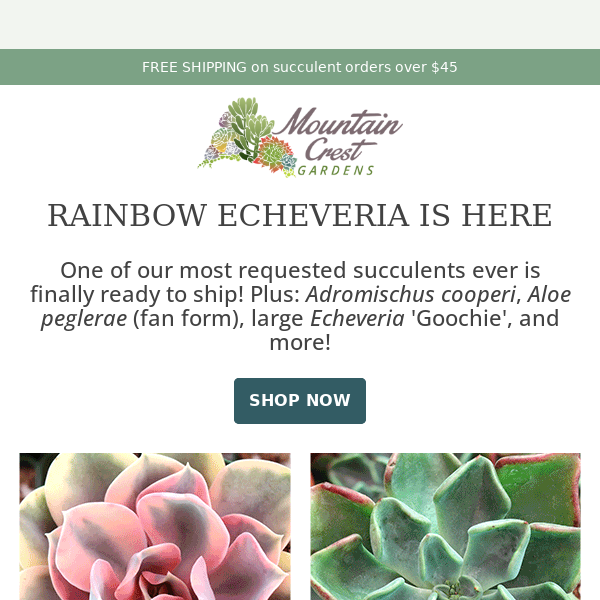 Rainbow Echeveria is here! 🌈