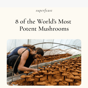 8 of the World's Most Potent Mushrooms