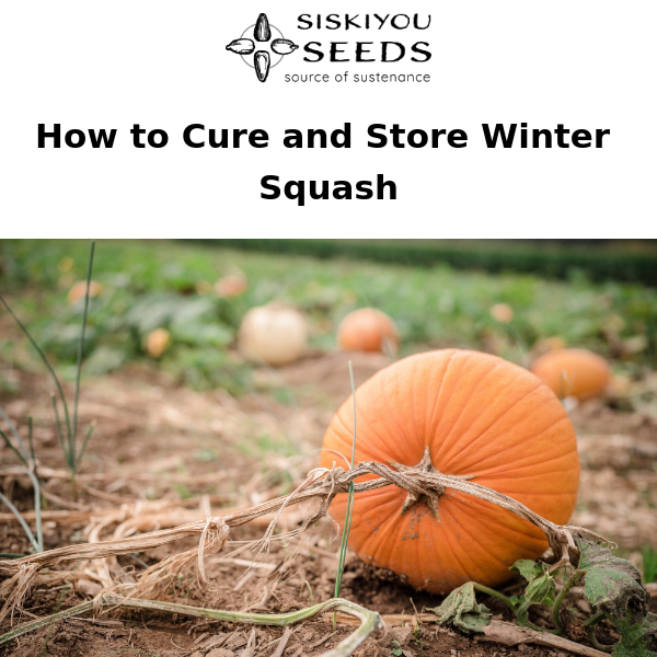 Squash  Siskiyou Seeds