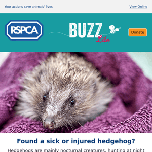 What to do if you find an injured hedgehog 🦔