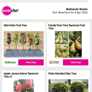 Mini Patio Fruit Tree | Family Pear Tree' Bareroot Fruit Tree | Apple James Grieve' Bareroot Tree x1 | Patio Standard Bay Tree