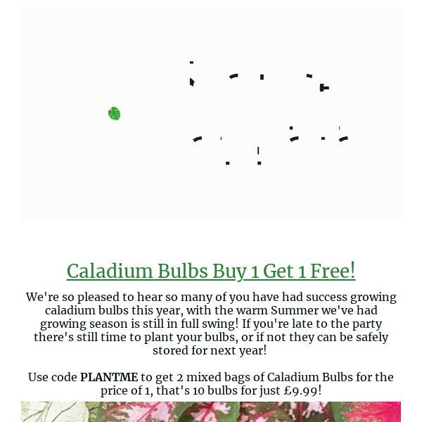 Caladium Bulbs Buy 1 Get 1 Free! 😱