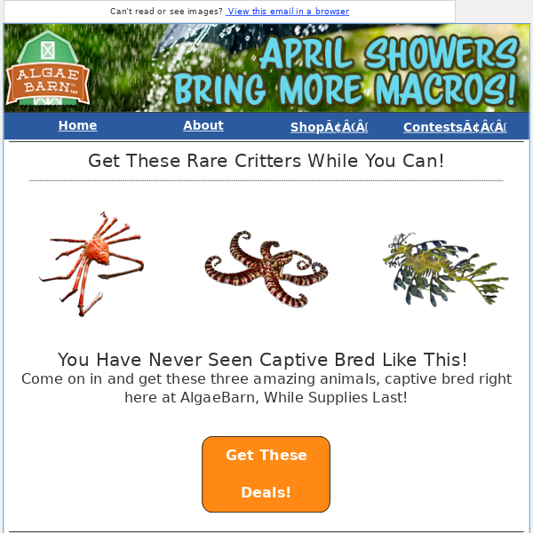 Incredible New Captive Bred Critters are Available +  Back in Stock This Week!