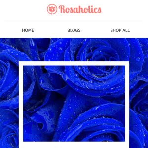 Blue Roses? 💙 Yes, They Do Exist.