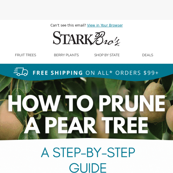🌳🍐 How to Prune a Pear Tree