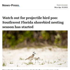 News alert: Watch out for projectile bird poo: Southwest Florida shorebird nesting season has started