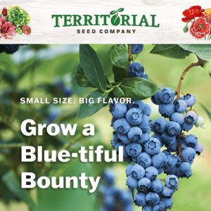 Don't forget to reserve your blueberry plants! 🌱