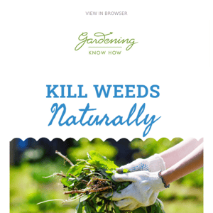 7 Ways To Kill Weeds Naturally