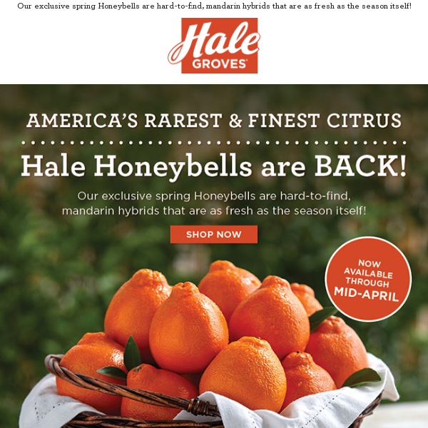 America's Rarest & Finest Citrus - Hale Honeybells are BACK! 🍊