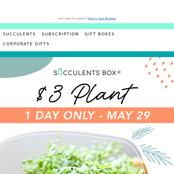 Today Only - Random Plants for Just $3!