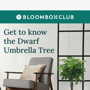 Meet the the Dwarf Umbrella Tree  ☂️🌳