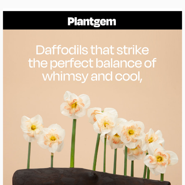 Surprisingly Exquisite Daffodils 💫