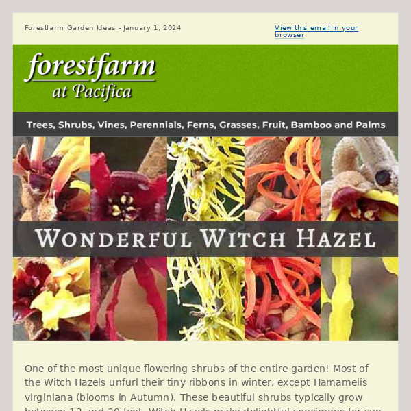 Wonderful Witch Hazel