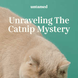 Unraveling the Catnip Mystery