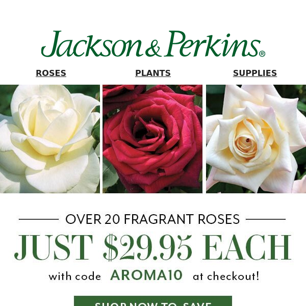 Oops, the secret is out....roses for ONLY $29.95 each