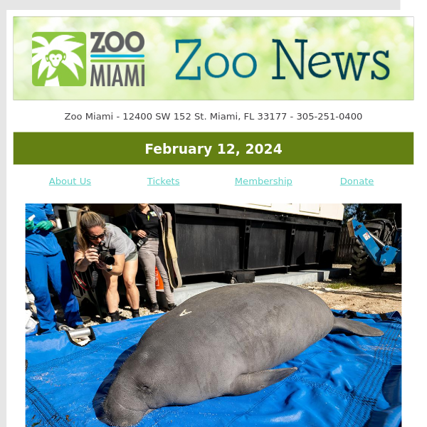 ZOO NEWS: Manatees Transferred from Zoo Miami