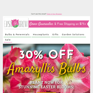 Peep This! 🐣 30% Off Amaryllis Bulbs & Gifts!