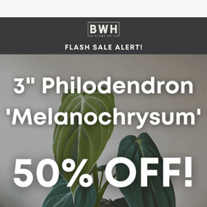 SAVE 50% now on our 3" Philodendron Melanochrysum ⚡️