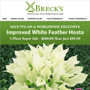 Save BIG on this better-than-ever Hosta!