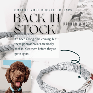 Cotton Rope Buckle Collars Back in!