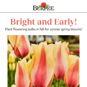 Plant Fall Bulbs for Sooner Spring Blooms!
