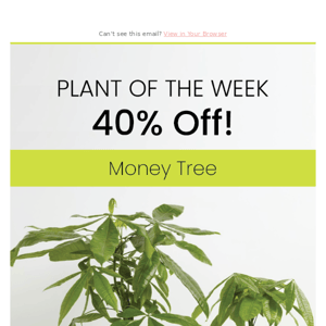 OKURRR... 40% Off Money Tree 💵🌿