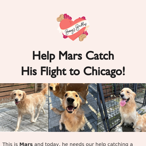 Mars the Golden needs your help today! 🐶