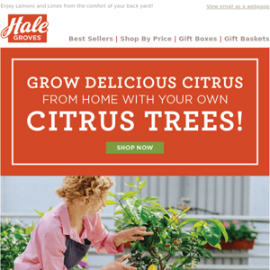 Grow Delicious Citrus from Home with your own Citrus Trees!