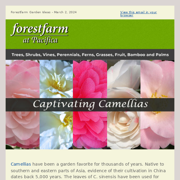 Captivating Camellias 🌸