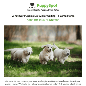 What happens after you choose a puppy?