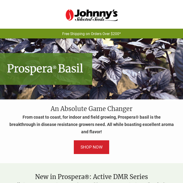 See What s New in Prospera Basil Johnny s Selected Seeds