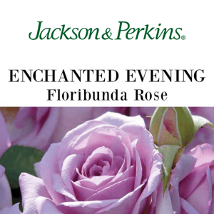 Enjoy an Enchanted Evening for ONLY $30