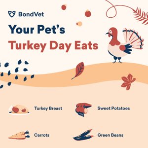 Which Thanksgiving foods are safe for your pet? 🍽️