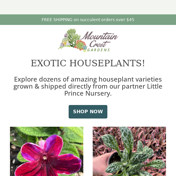 Exotic Houseplants for Winter! 🌿