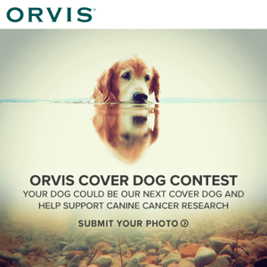 Is your dog an Orvis Cover Dog?
