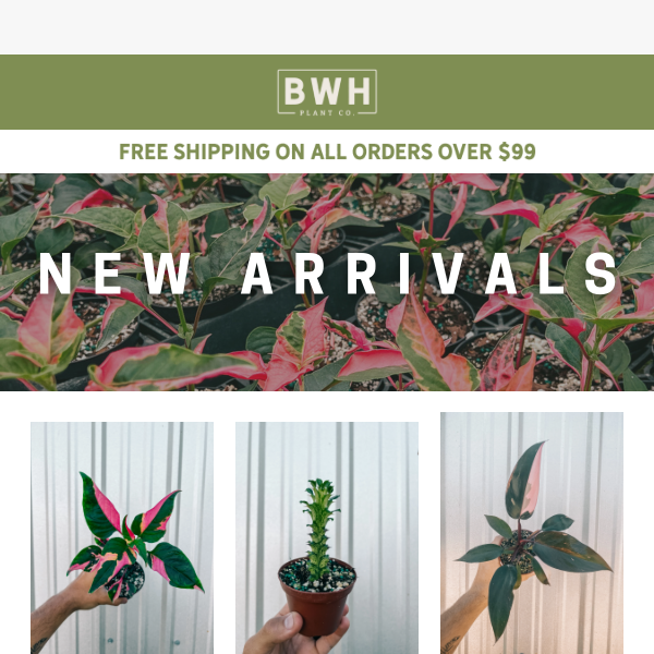 These plants are officially available! 🎉