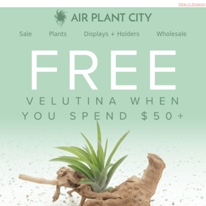 Claim your free plant + 20% off 🌿
