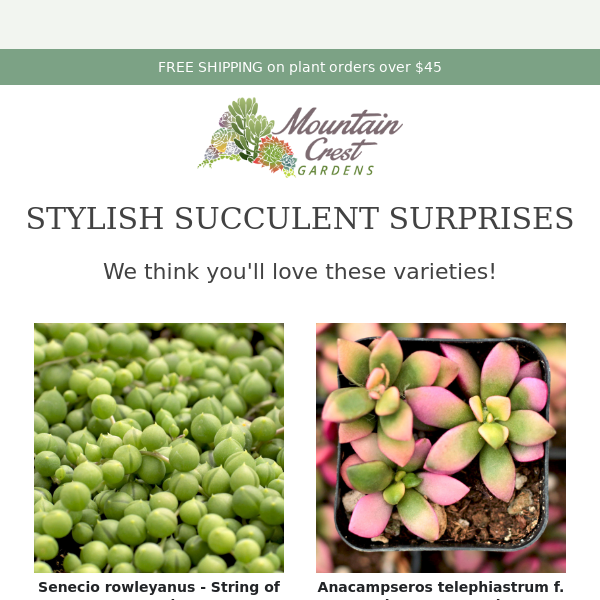 Stylish Succulent Surprises - Check them out! 🌵