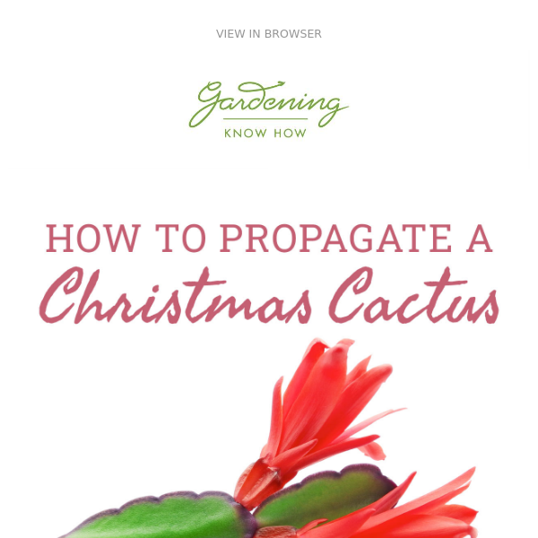 How To Propagate A Christmas Cactus