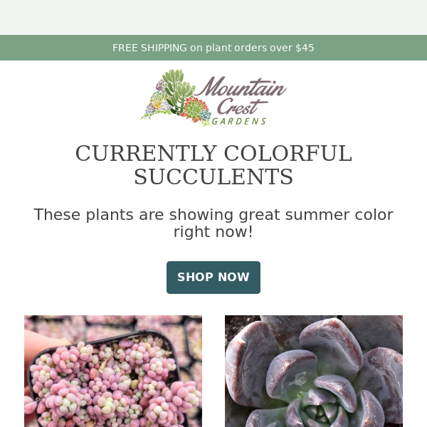 🌈 Color Explosion! Gorgeous Succulents Now in Stock