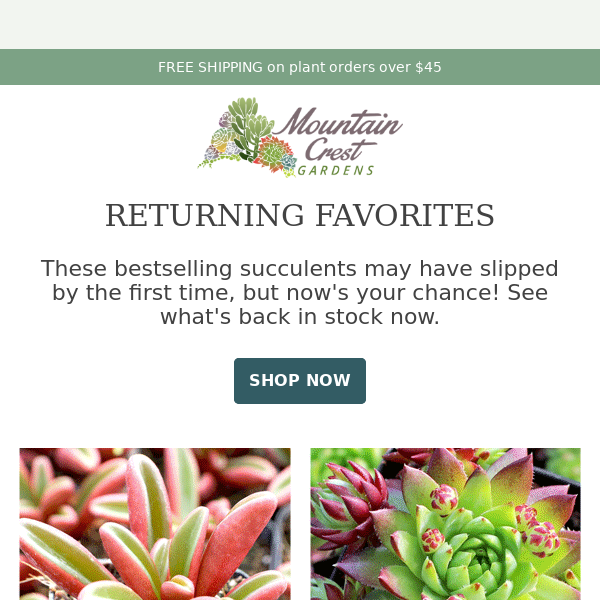 These Bestselling Succulents are Back! 🌵