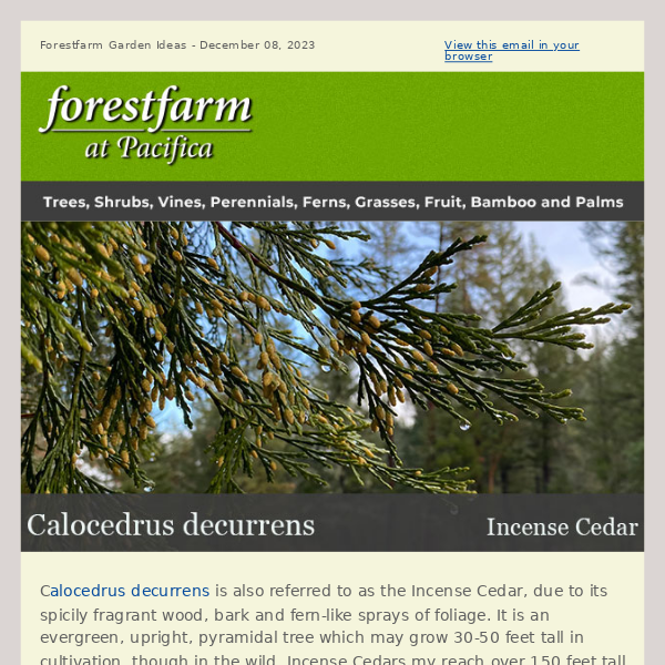 Calocedrus decurrens